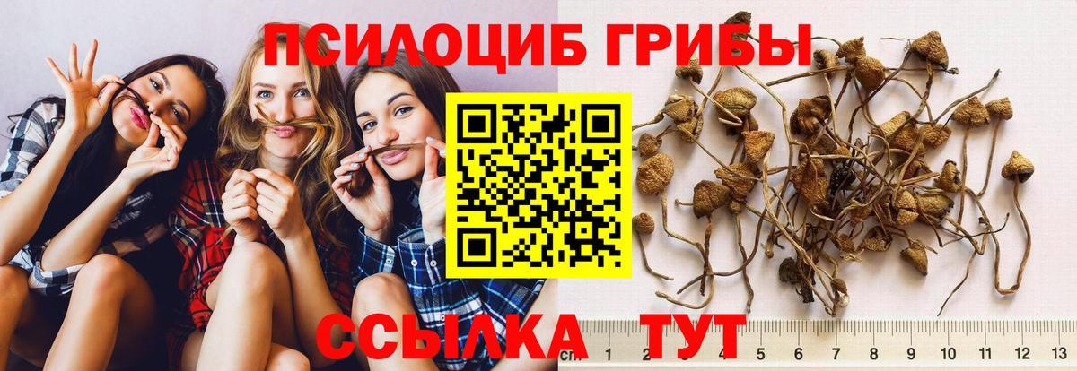 как найти наркотики  Вход с VPN  Галлюциногенные грибы Cubensis  Кушва  Галлюциногенные грибы Cubensis 